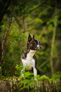 Dog on plant