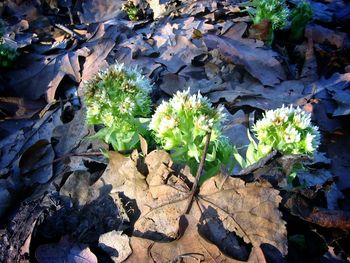 Plants growing on rocks