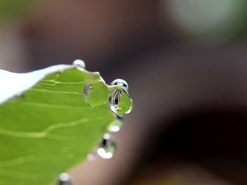 Close-up of insect on plant