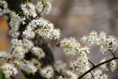 Close-up of white flowering plant