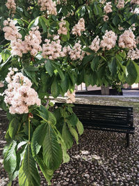 Pink flowering plants in park