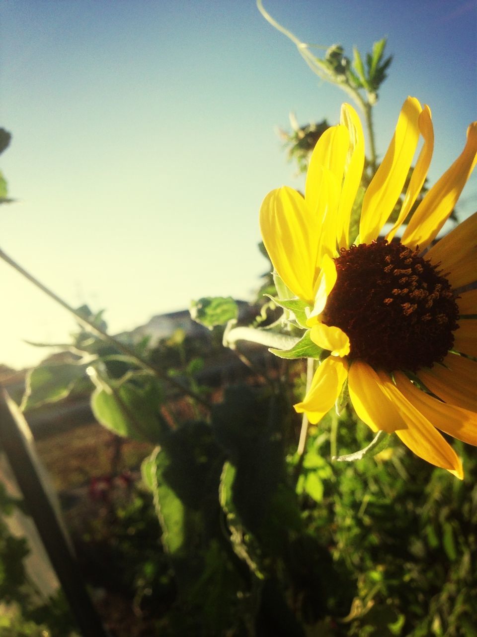 flower, freshness, petal, flower head, fragility, growth, yellow, beauty in nature, plant, pollen, close-up, blooming, nature, focus on foreground, stem, sunflower, single flower, in bloom, sky, outdoors