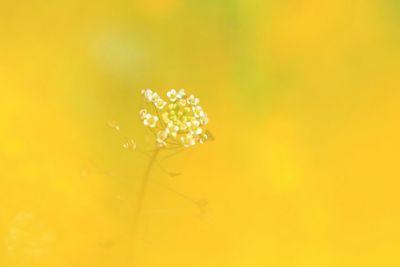 Close-up of yellow flowers