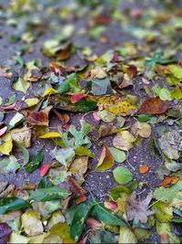 Full frame shot of autumn leaves