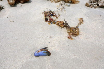 High angle view of crab on sand