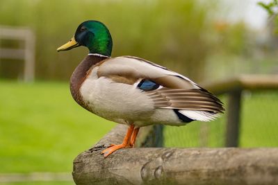 View of duck standing on wood