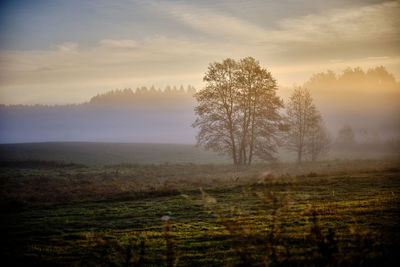 Trees on field against sky during sunset