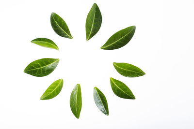 Close-up of plant against white background