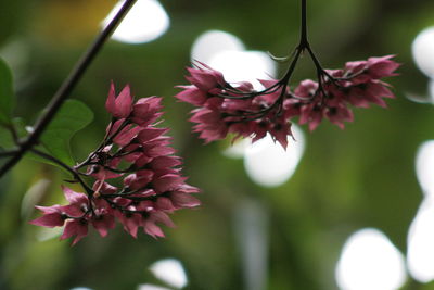 Close-up of flowers blooming on tree