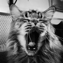 Close-up of cat yawning