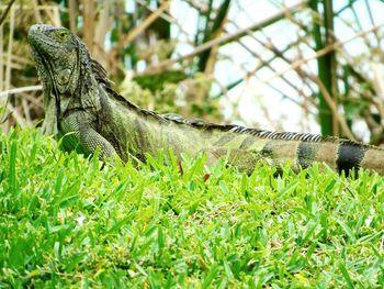 Close-up of lizard on grass