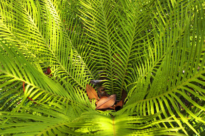 Close-up of leaves