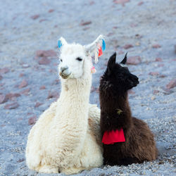 View of a llamas