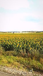 Scenic view of field against sky