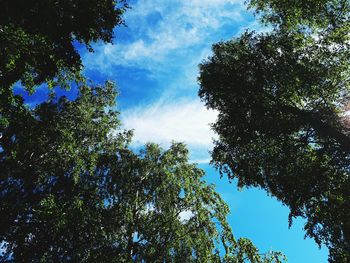 Low angle view of trees against sky