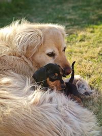 View of dogs relaxing on field