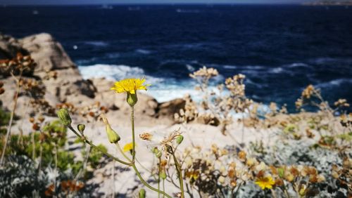 Scenic view of sea and yellow flowers on beach