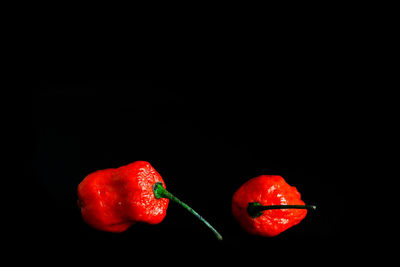 Close-up of red chili peppers against black background