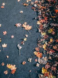 High angle view of fallen maple leaves