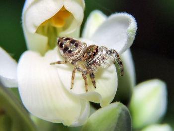 Detail shot of spider on flower