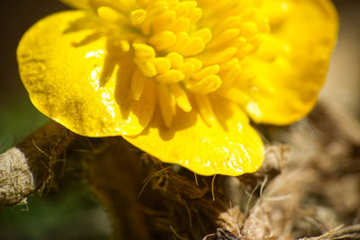 Close-up of yellow flowering plant