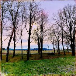 Bare trees on field against sky