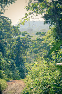 Trees growing in forest