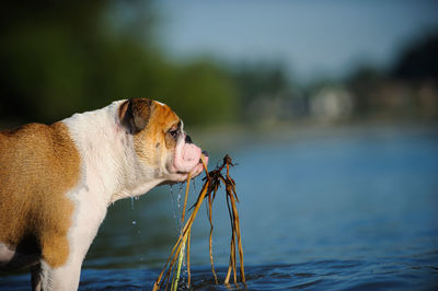 English bulldog carrying plant on lake