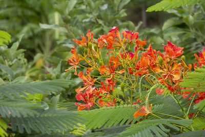 Close-up of red flowering plant