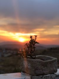 Close-up of potted plant against rock during sunset