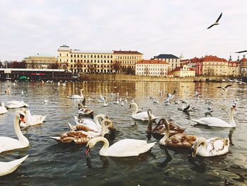 Birds flying over water