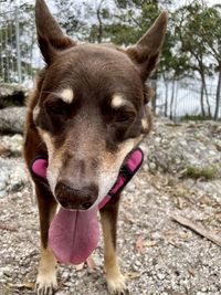 Old dog with tongue out, close up 