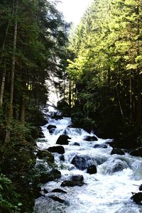 River flowing through forest