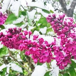 Close-up of pink flowers blooming outdoors