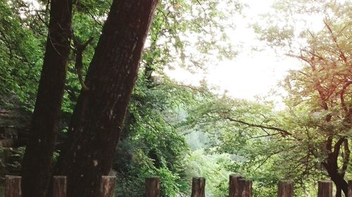 Low angle view of trees in park