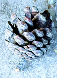 High angle view of blueberries in water