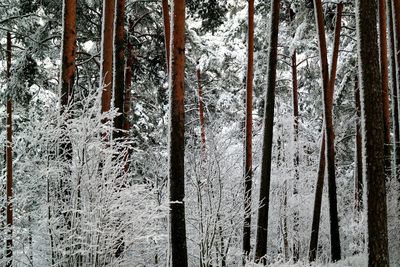 View of tree trunks in water