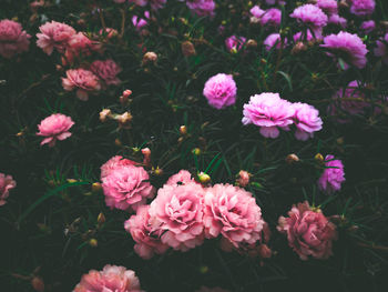 High angle view of pink flowering plants on field