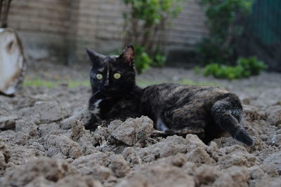 Portrait of black cat relaxing outdoors
