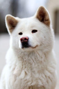 Close-up portrait of a dog