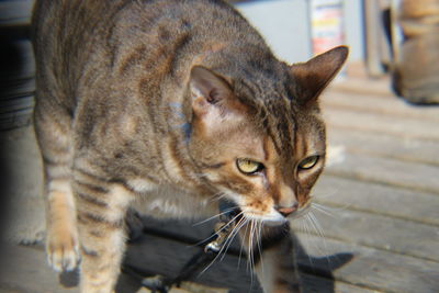 Close-up of a cat looking away