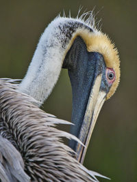 Close-up of brown pelican bird preening feathers at murrells inlet, sc.