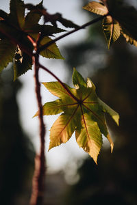 Close-up of maple leaves