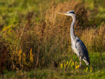 High angle view of gray heron on field