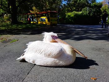 White swan on man