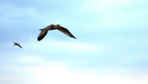 Low angle view of seagull flying against sky