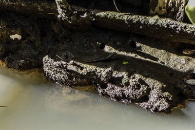 Close-up of crocodile in water