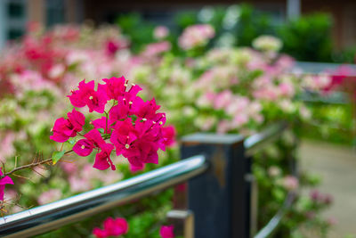 Close-up of pink flowering plant