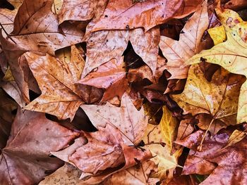 Close-up of fallen maple leaves