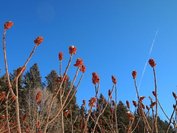 Low angle view of flowering plants against clear blue sky